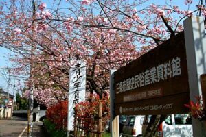 21日は最高気温19.7度、ソメイヨシノに代わってヤエザクラが見ごろ