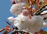 青空と花のコントラスト