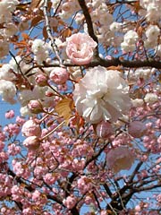 淡いピンクと濃いピンクの花が競演