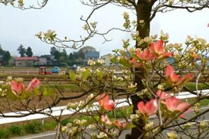 23日、三条市は最高気温は25.7度でことし最高、初めての夏日