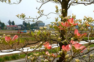 三条市役所栄庁舎ではハナミズキの花が咲く