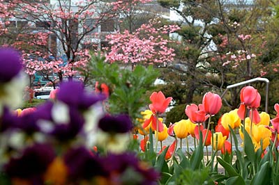 チューリップにハナミズキと花盛りの三条市保内公園