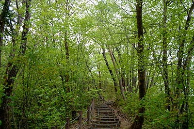 新緑が萌える自然公園