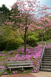  ハナミズキの足元をピンク色に染めるシバザクラの花