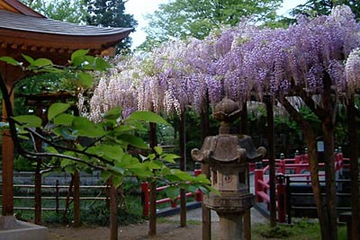 咲き始めた三条市・八幡宮の弁天島にあるフジ