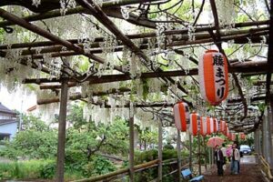 満開を迎えた燕市・安了寺の「八王寺の白藤」