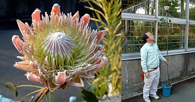 保内公園で初めて開花したキングプロテア