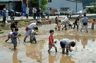 三条市吉田地内の田んぼで行われた古代米の田植え