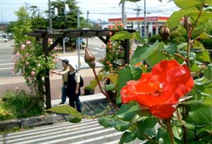 三条市役所本庁舎「市民の広場」でバラ開花