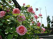 品種によってバラの花は色も形もさまざま