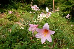 三条市・高城城址登山道「ひめさゆりの小径」で6月1日までひめさゆり祭り