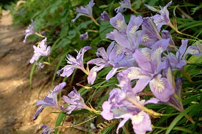 登山道ではヒメシャガも咲く