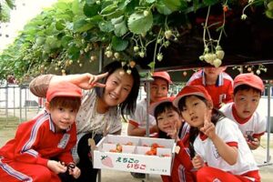 燕市・真幼稚園が斉藤イチゴ農園でイチゴのもぎ取り体験