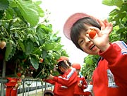真っ赤なイチゴの粒に感激の園児