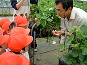園児にイチゴのとり方を説明する斉藤さん