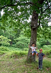 木の枝からつり下げたブランコも設置