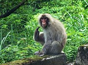 吉ヶ平への道中にはサルも