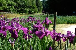 15日から花菖蒲まつりが開かれる三条市・しらさぎ森林公園