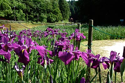 15日から花菖蒲まつりが開かれる三条市・しらさぎ森林公園