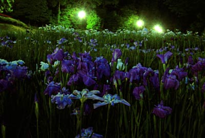 花が見ごろの花菖蒲園のライトアップ