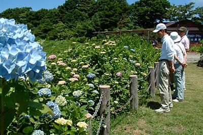 これからが見ごろの弥彦山山頂広場で咲くアジサイ