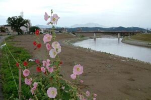 タチアオイが咲く7日の三条市・五十嵐川堤防
