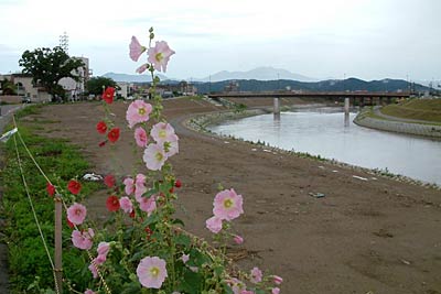 タチアオイが咲く7日の三条市・五十嵐川堤防