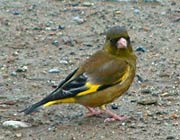 堤防にカワラヒワ