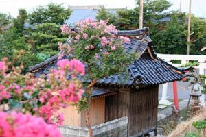 7日は「立秋」、サルスベリが開花して秋への足音
