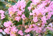 ピンクの花を密集させて開くサルスベリ