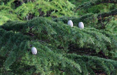 燕市総合分館センターのヒマラヤスギに鎮座する杉ぼっくり?