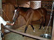 乗馬体験できるサラブレッドの「コスモス」