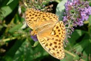 バタフライガーデンで花のみつを吸うチョウ