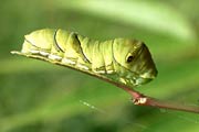 アゲハチョウの幼虫