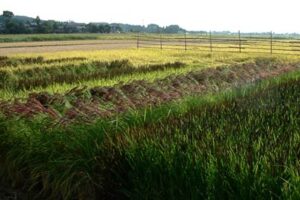 29日に平成20年度版もうひとつの小さな稲刈りが行われる赤や黒の穂を実らせてストライプを描く古代米