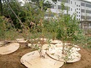 植栽した木
