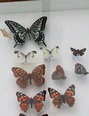 「県民の森」で採取した昆虫