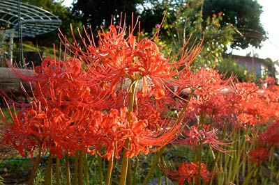 三条市保内公園で咲くヒガンバナ