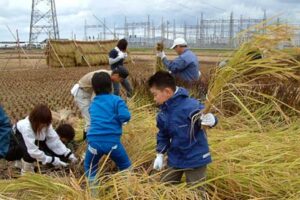 27日行われた「平成20年度版　もうひとつの小さな稲刈り」