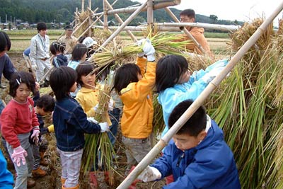 刈り取ったイネを天日に干すためにはざかけ