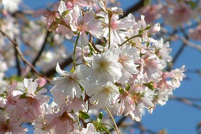 ソメイヨシノより小さく縮れたような花びら