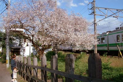 三条市東三条2地内の信越本線脇で咲くサクラ