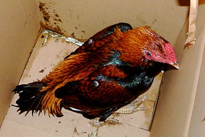三条市内のスーパー駐車場で捕獲したシャモと思われる迷いトリ