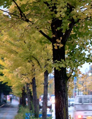 29日の三条市役所前のイチョウ