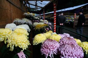 弥彦の菊まつりが1日開幕、歩行者天国にイベントも盛りだくさん