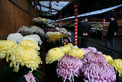 1日始まる「弥彦の菊まつり」新潟県菊花展覧会