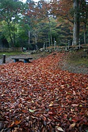 鹿苑付近の落ち葉