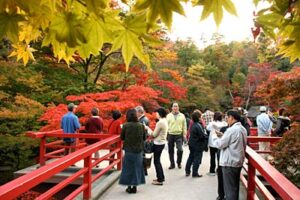 弥彦公園のもみじ谷の紅葉が見ごろを迎え、菊まつりとあわせて弥彦の秋の行楽シーズンはピークに