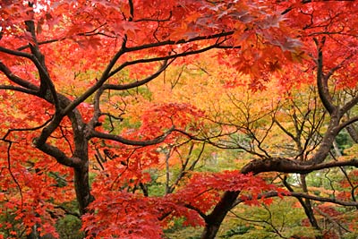 目が覚めるような鮮やかな紅葉