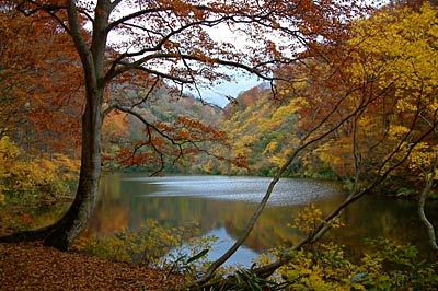 紅葉に包まれた雨生ヶ池